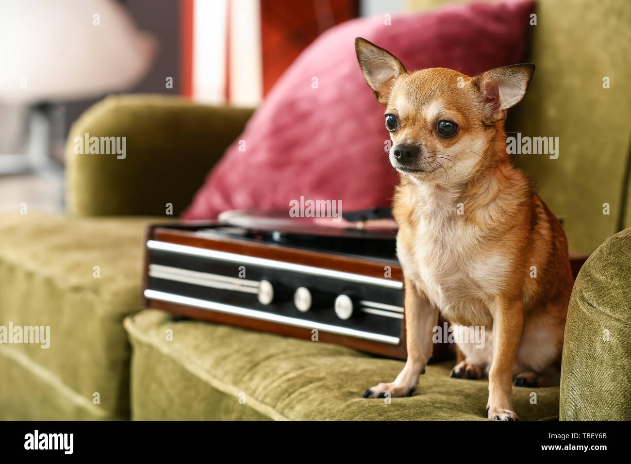 Carino divertente cane vicino a record player con disco in vinile sul divano Foto Stock Carino divertente cane vicino a record player con disco in vinile sul divano Foto Stock