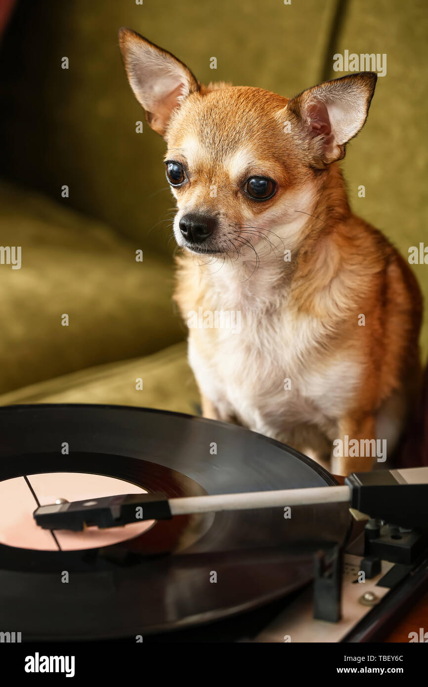 Carino divertente cane vicino a record player con disco in vinile sul divano Foto Stock Carino divertente cane vicino a record player con disco in vinile sul divano Foto Stock