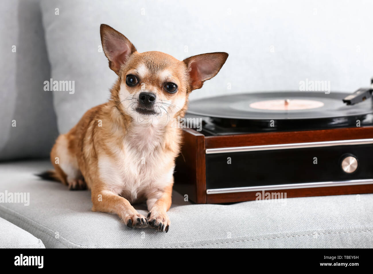 Carino divertente cane vicino a record player con disco in vinile sul divano Foto Stock Carino divertente cane vicino a record player con disco in vinile sul divano Foto Stock