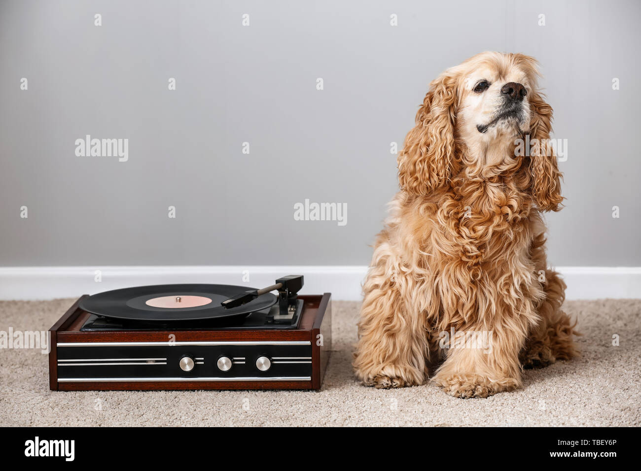 Carino funny dog sitter su un tappeto vicino a record player con disco in vinile Foto Stock Carino funny dog sitter su un tappeto vicino a record player con disco in vinile Foto Stock