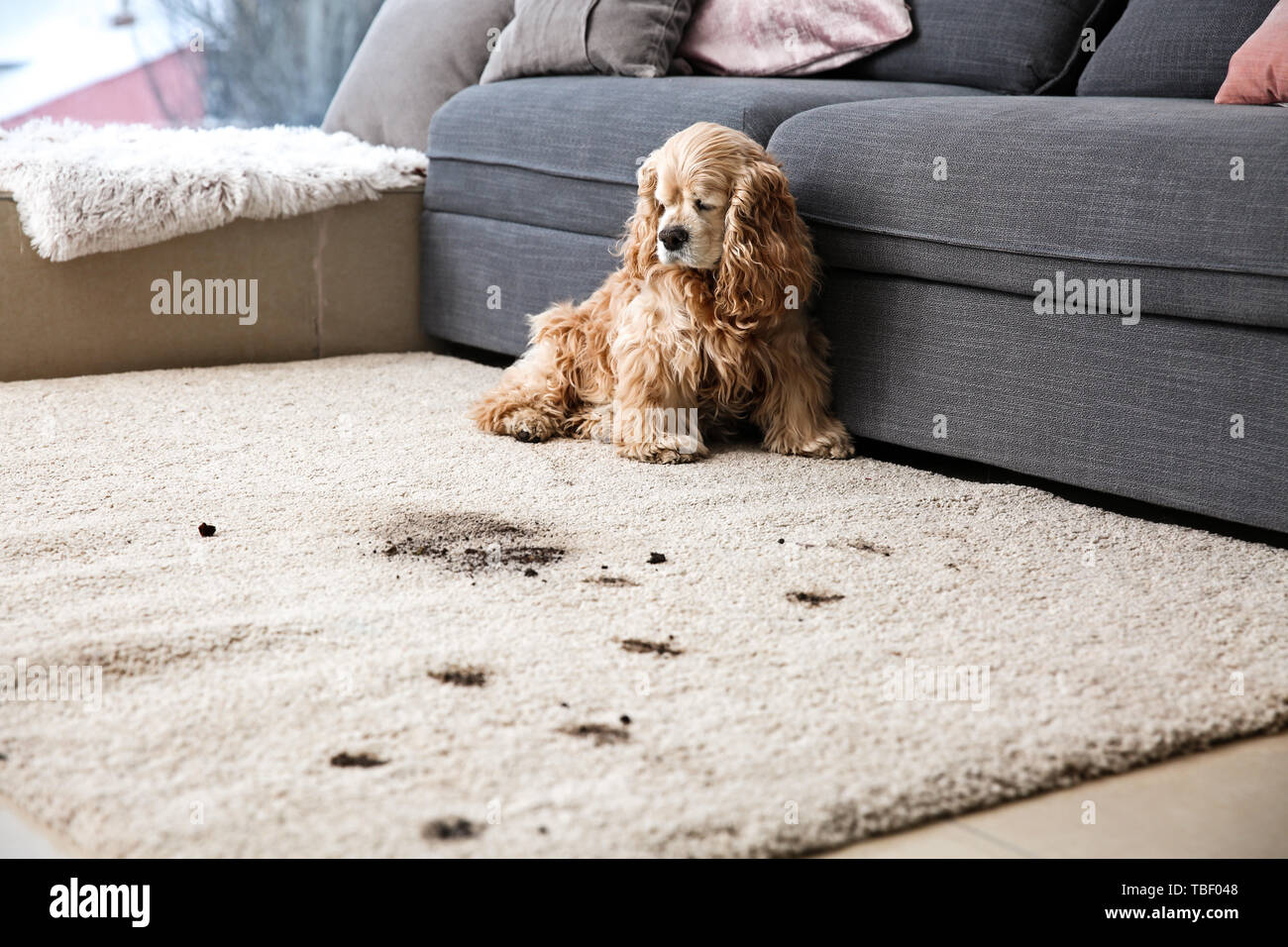 Divertente cane e i suoi sentieri di sporco su un tappeto Foto Stock