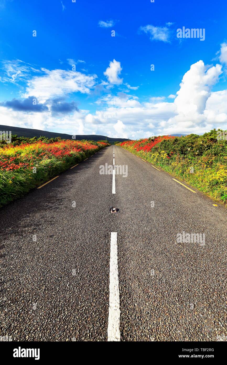 Strada di campagna che conduce attraverso la fioritura di campagna irlandese, la penisola di Dingle, Kerry, Irlanda Foto Stock