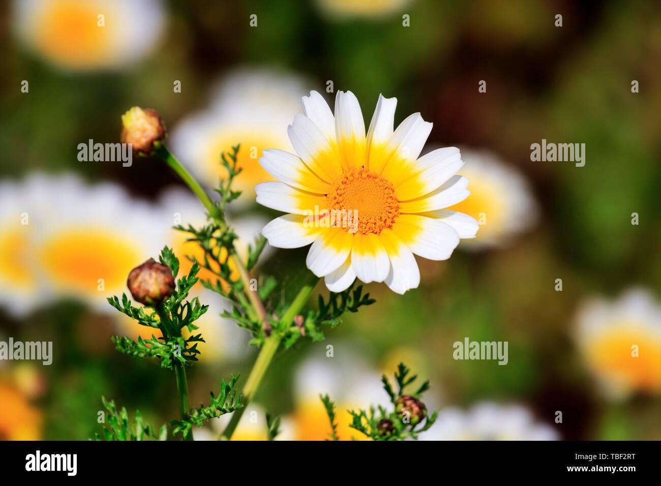 Occhio di bue margherite (Leucanthemum vulgare), fiore in primavera, Santorini - Santorini, Cicladi Grecia Foto Stock