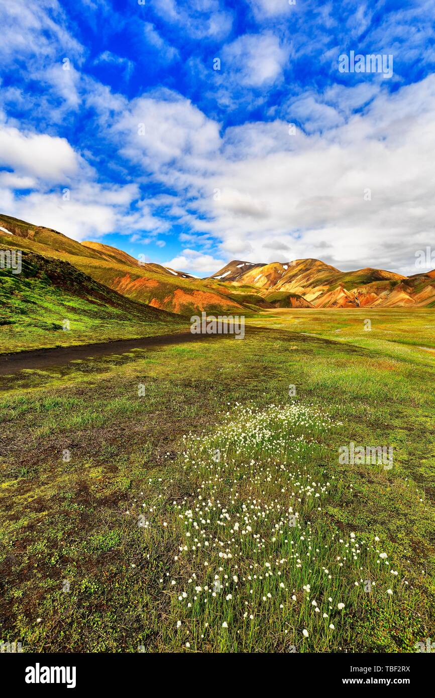 Prato paludosa con erba di lana nella valle, dietro di esso colorate montagne di riolite, paesaggio vulcanico, Landmannalaugar, altopiani, Islanda Foto Stock