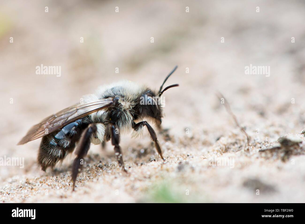 Ashy mining bee (Andrena cineraria), Emsland, Bassa Sassonia, Germania Foto Stock