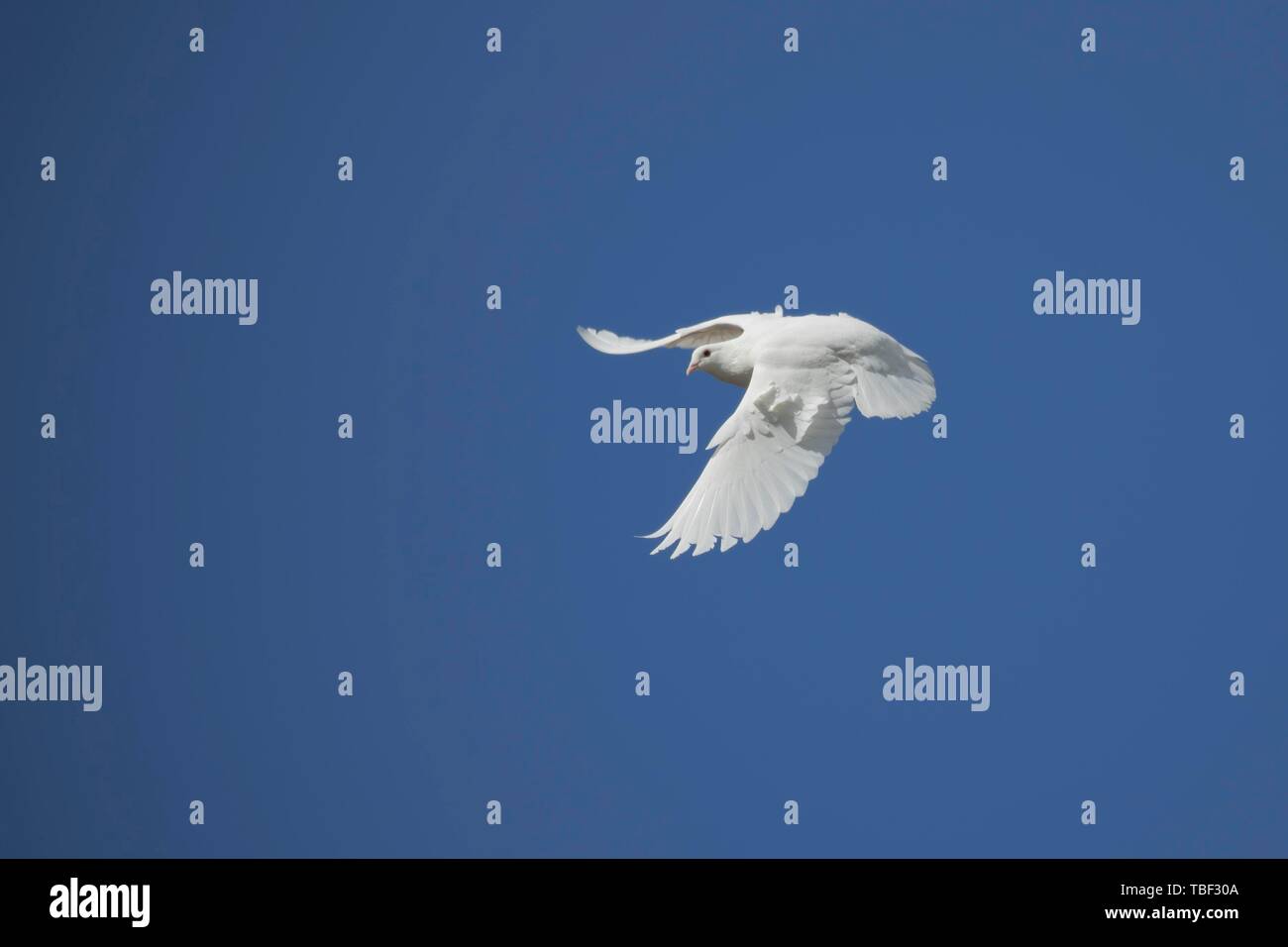 Colomba bianca (Streptopelia risoria) in volo, Suffolk, Inghilterra, Regno Unito Foto Stock