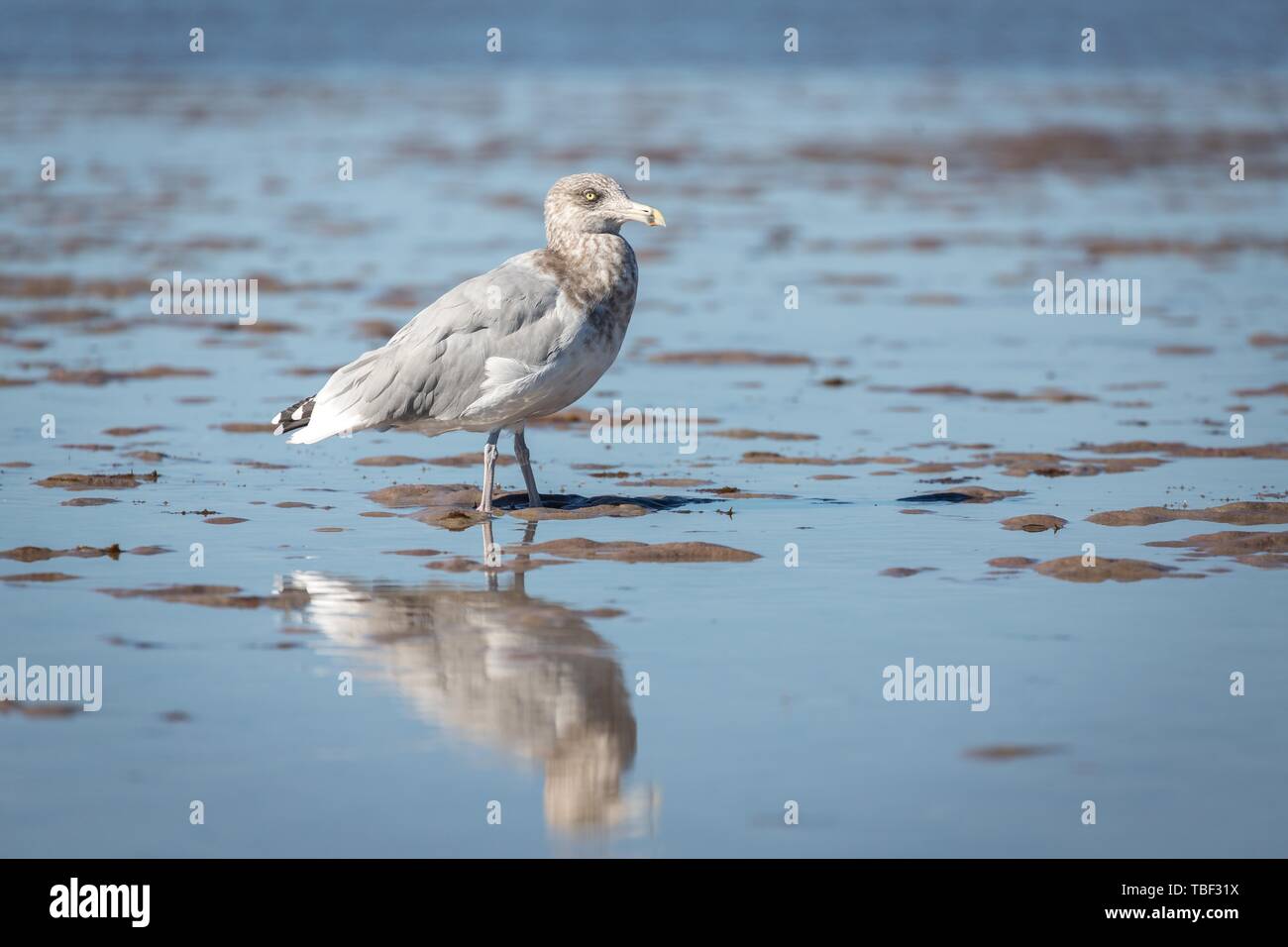 American Aringa Gabbiano (Larus smithsonianus) sorge in mudflat, Costa Atlantica, Cape Cod, Massachusetts, STATI UNITI D'AMERICA Foto Stock