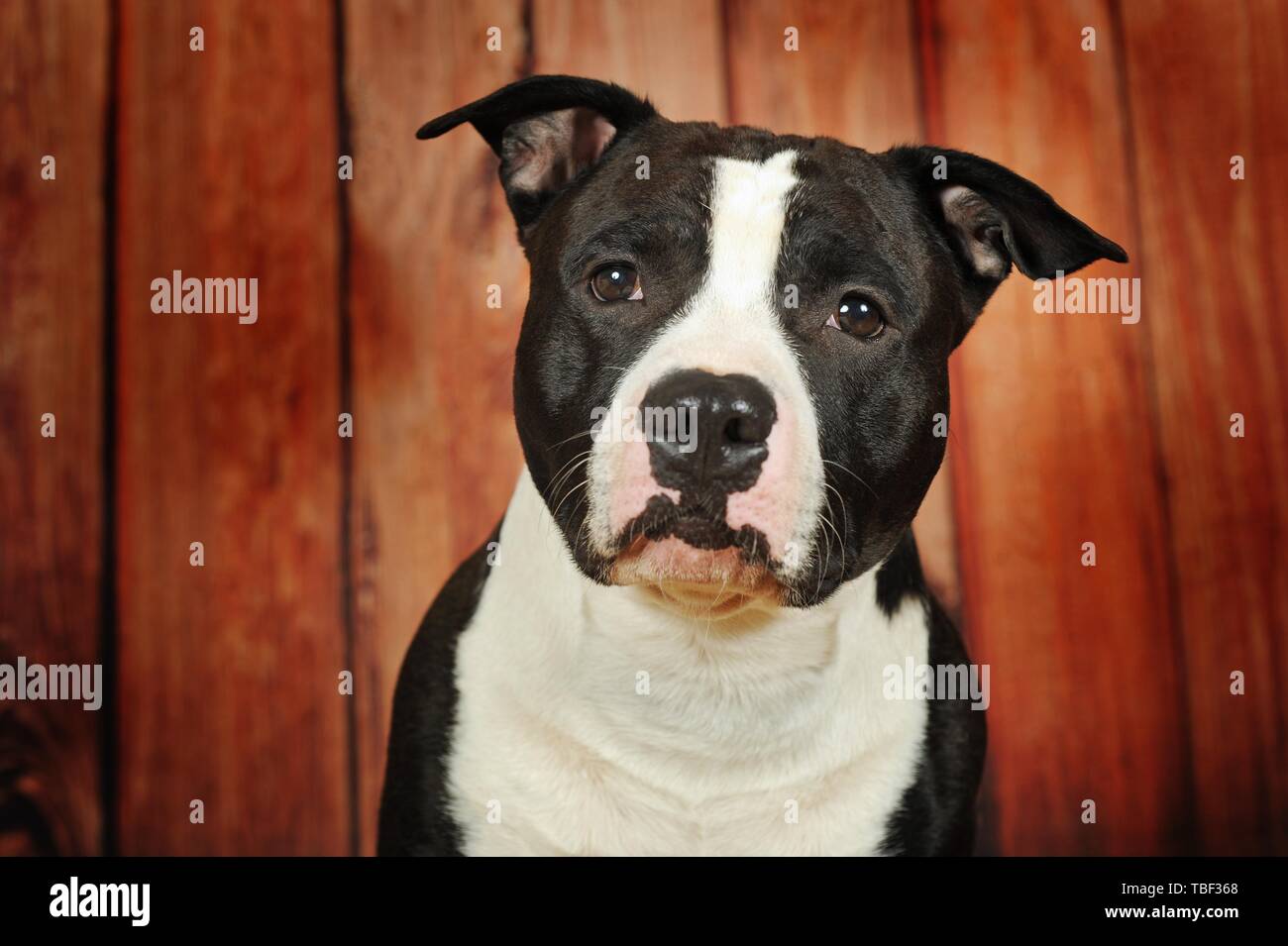 American Staffordshire Terrier, maschio, bianco e nero, animale ritratto, Austria Foto Stock