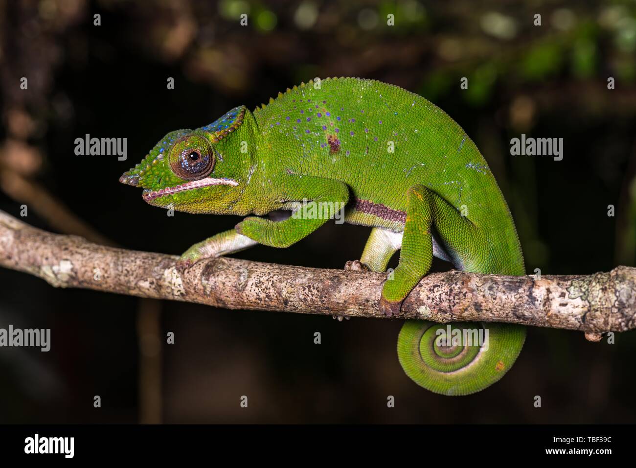 Glam-rock camaleonte (Furcifer timoni), maschio sul ramo, Montagne d'Ambre National Park, Nord Madagascar Madagascar Foto Stock