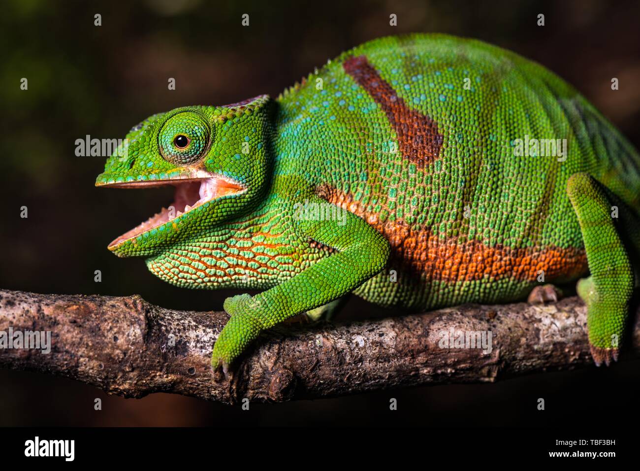 Glam-rock camaleonte (Furcifer timoni) femmina sul ramo, Montagne d'Ambre National Park, Nord Madagascar Madagascar Foto Stock