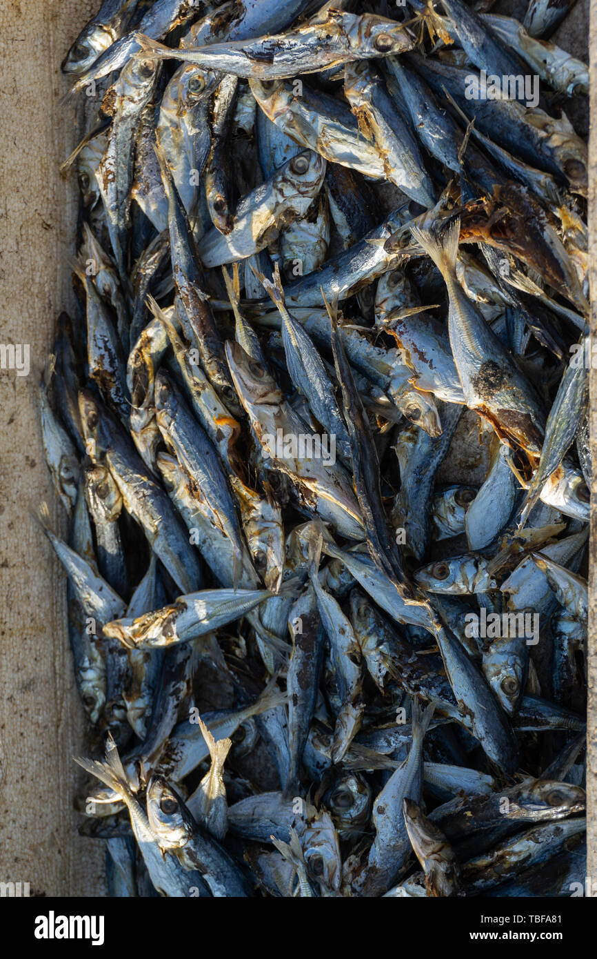 Qualche pesce fresco pescato dai pescatori sono collocati all interno del bacino poi essiccato sotto il sole per la rivendita Foto Stock