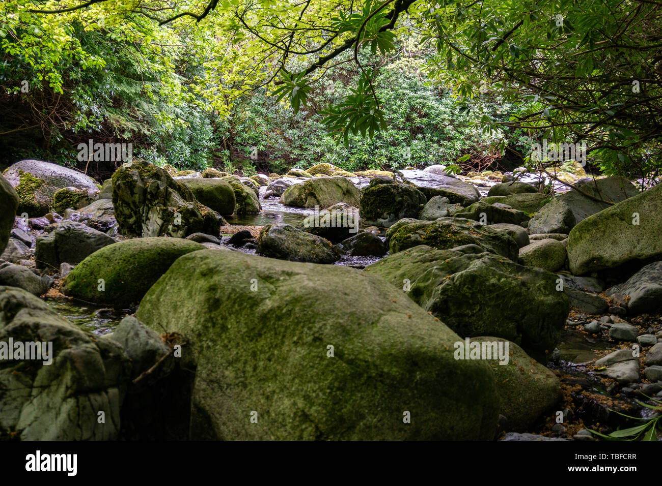 Alberi, laghi e ruscelli di Tollymore Forest Park, Irlanda Foto Stock