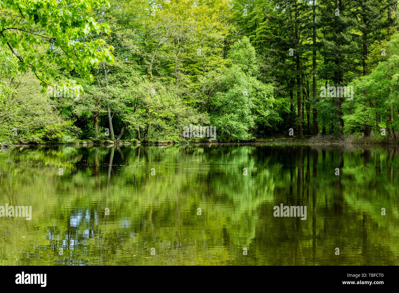 Alberi, laghi e ruscelli di Tollymore Forest Park, Irlanda Foto Stock