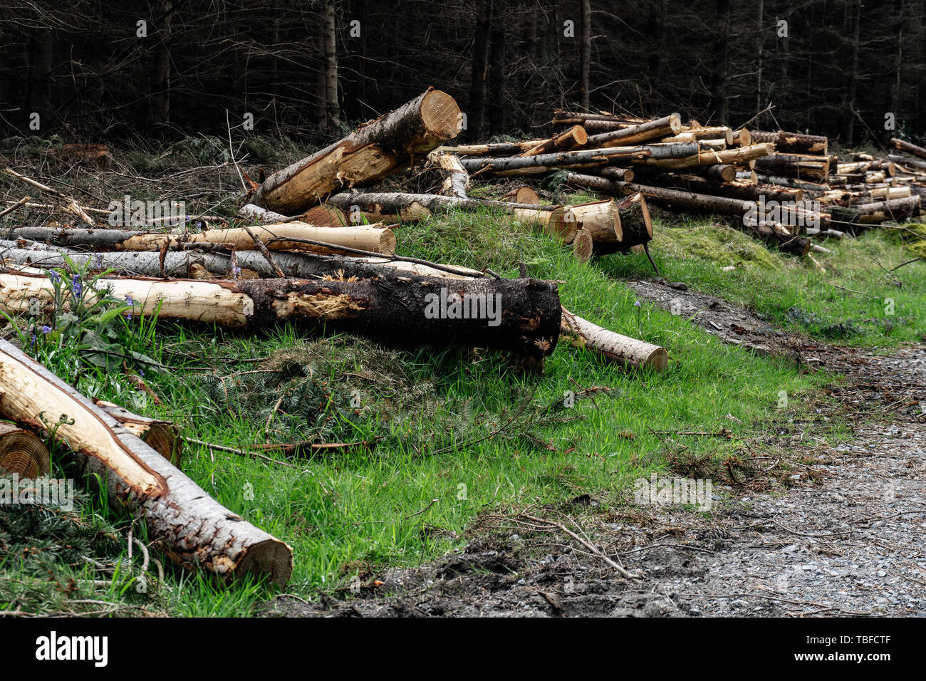 È la deforestazione. Carvel pini giacciono sul grafico. Foto Stock
