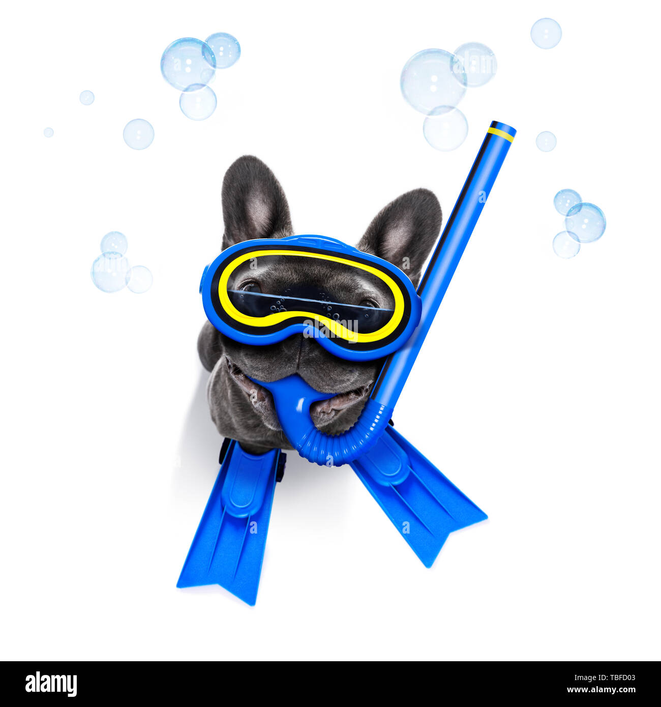 Snorkeling scuba diving bulldog francese cane con maschera e pinne , isolato su sfondo bianco Foto Stock