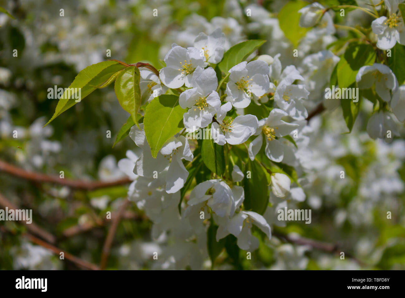 Il melo fiorisce. ?Perdere fino. Foto Stock