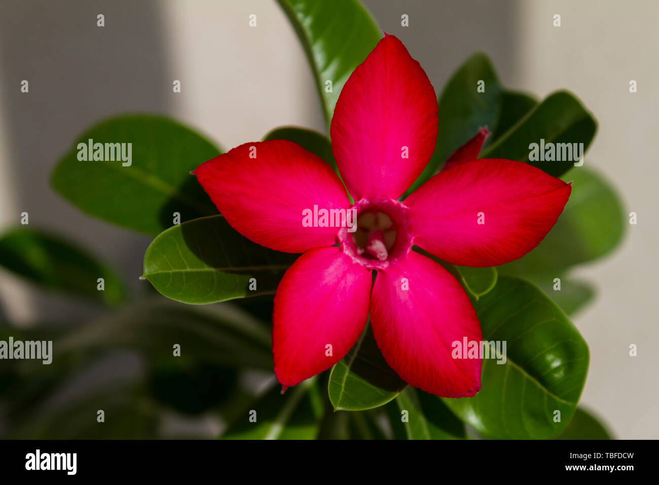 Fiore rosso adenium obesum fioriture di spicco. Close up. Foto Stock