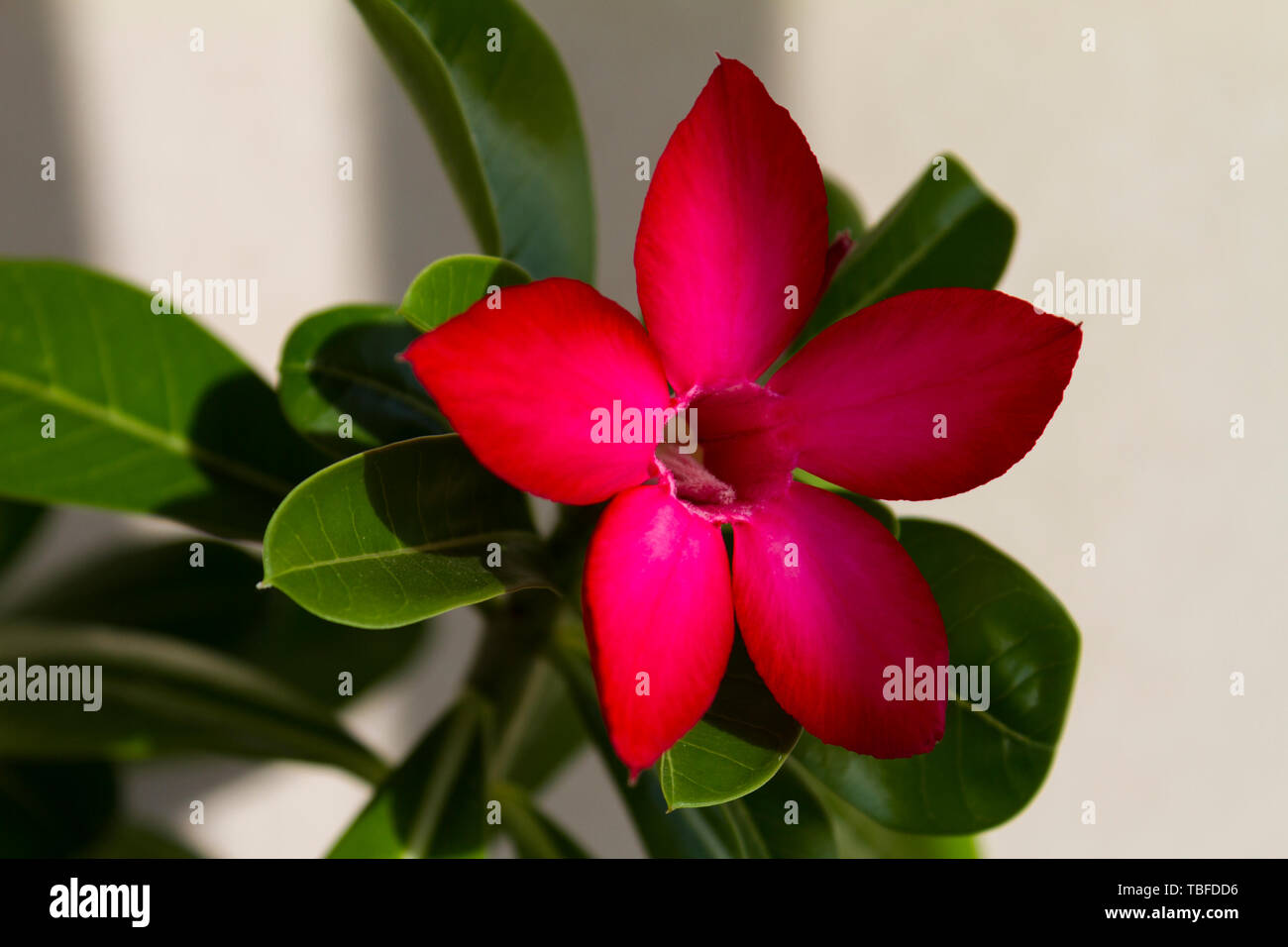 Fiore rosso adenium obesum fioriture di spicco. Close up. Foto Stock