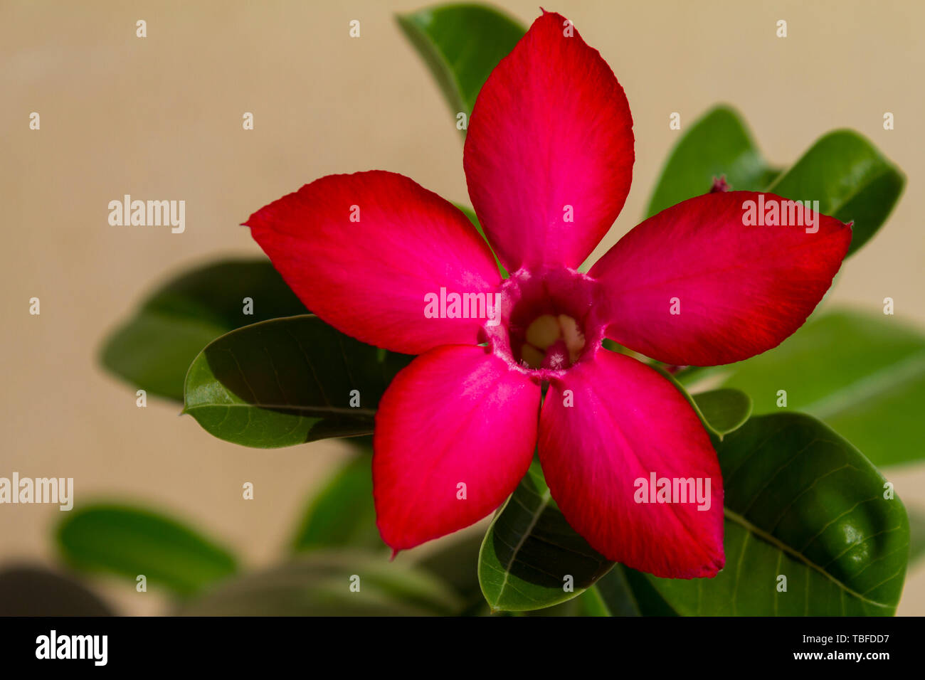 Fiore rosso adenium obesum fioriture di spicco. Close up. Foto Stock