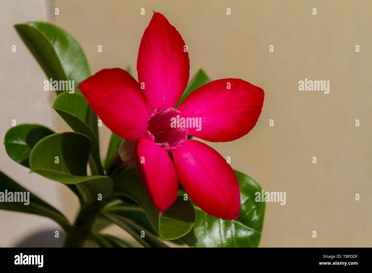 Fiore rosso adenium obesum fioriture di spicco. Close up. Foto Stock