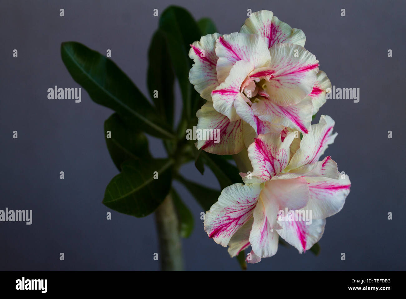 Fiore giallo con strisce adenium obesum fioriture di mercurio. Close up. Foto Stock