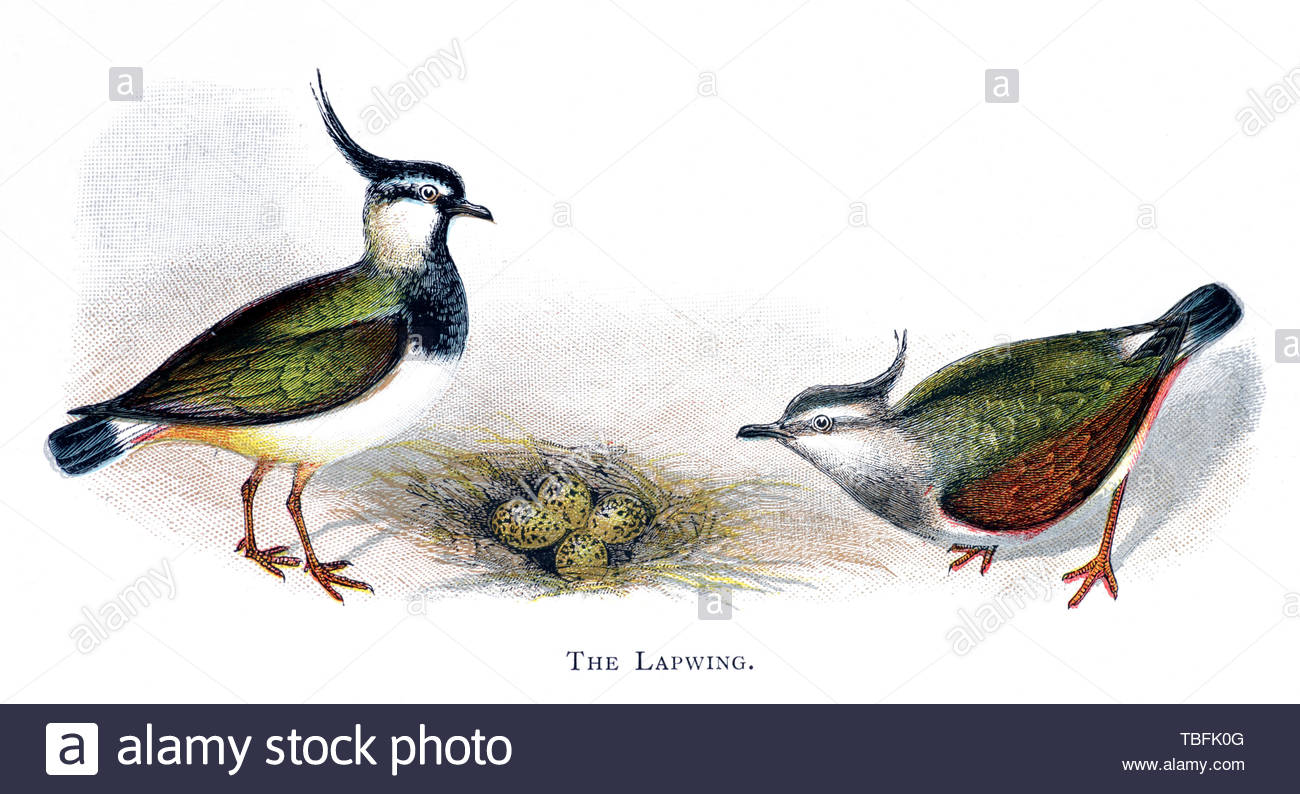 Pavoncella (Vanellus vanellus) al nido con uova, illustrazione vintage pubblicato in 1898 Foto Stock