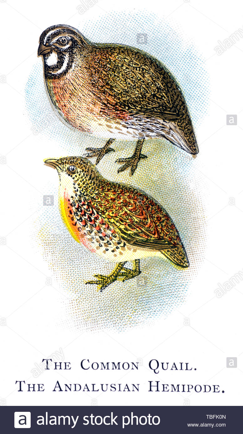 Comune (Quaglia Coturnix coturnix) e Hemipode andaluso (Turnix sylvaticus), Illustrazione vintage pubblicato in 1898 Foto Stock