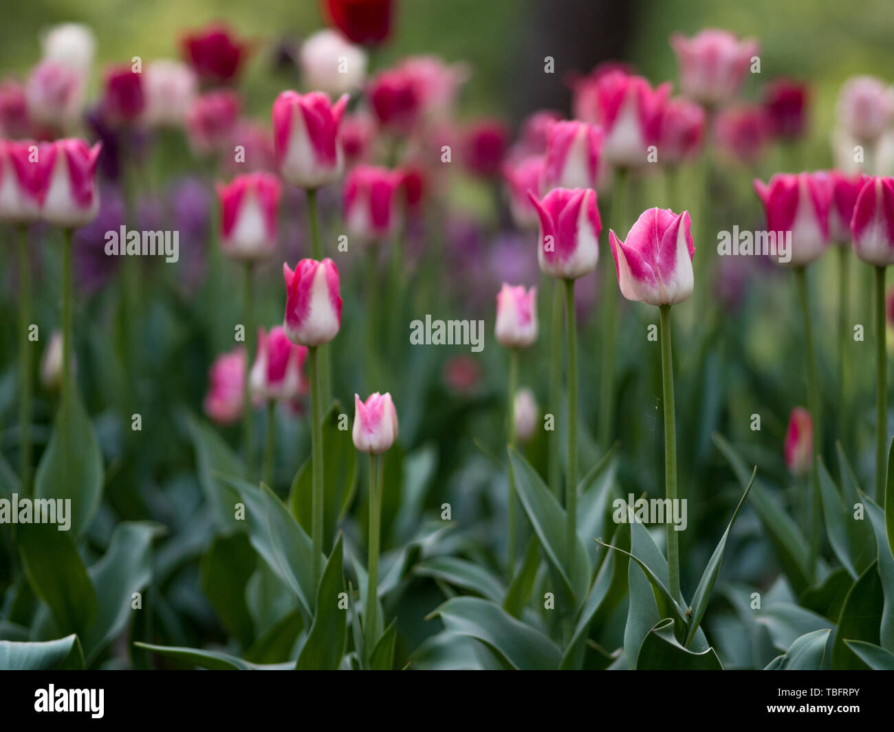 Close-up del bianco e del rosa due toni tulipani in fiore nel prato, sfondo sfocato. Foto Stock