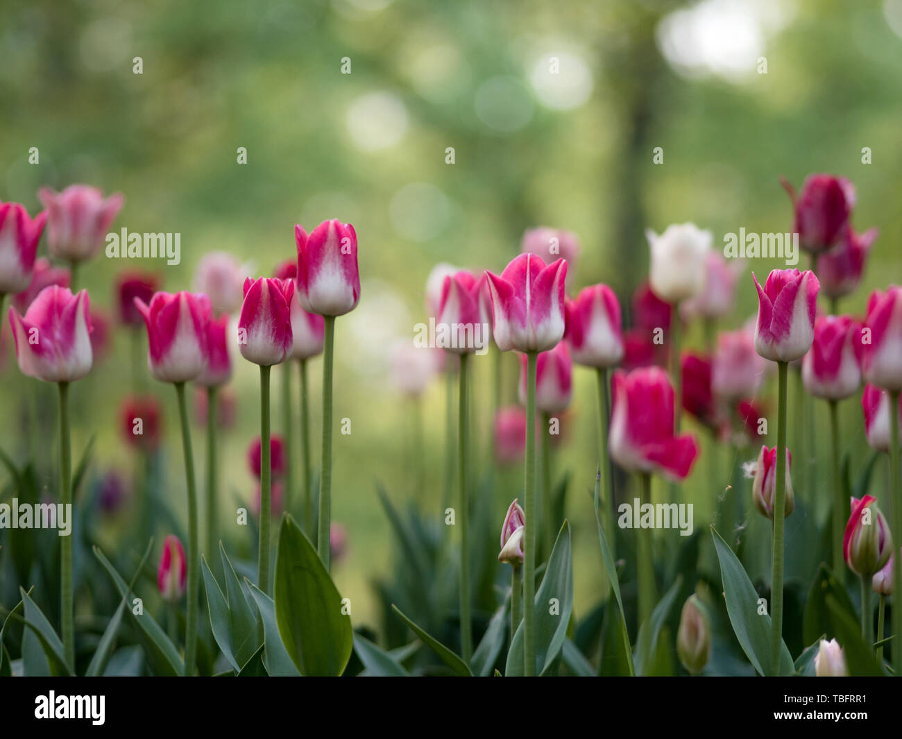 Close-up del bianco e del rosa due toni tulipani in fiore nel prato, sfondo sfocato. Foto Stock
