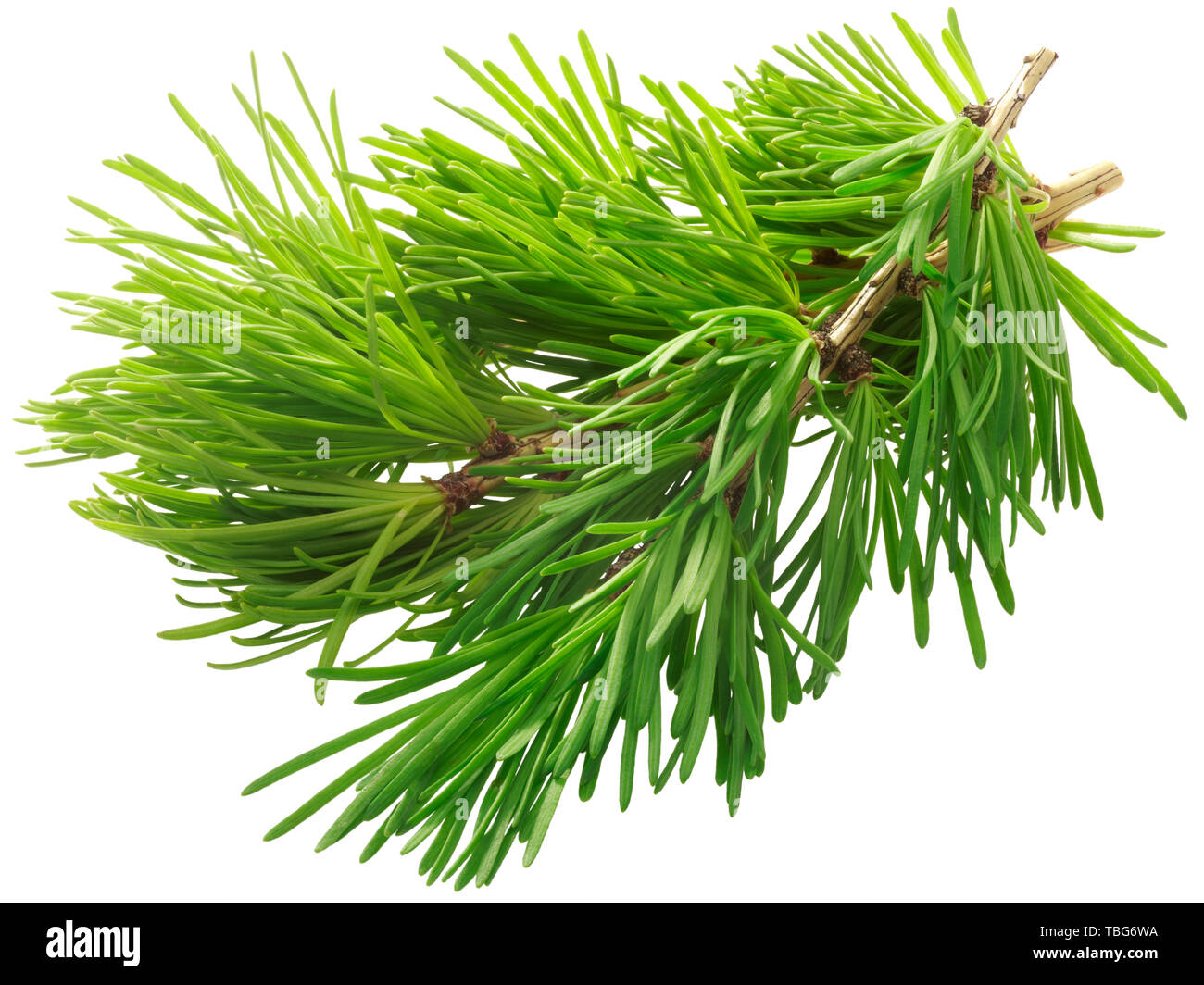Ramo di larice (Larix sibirica fogliame), isolata Foto Stock