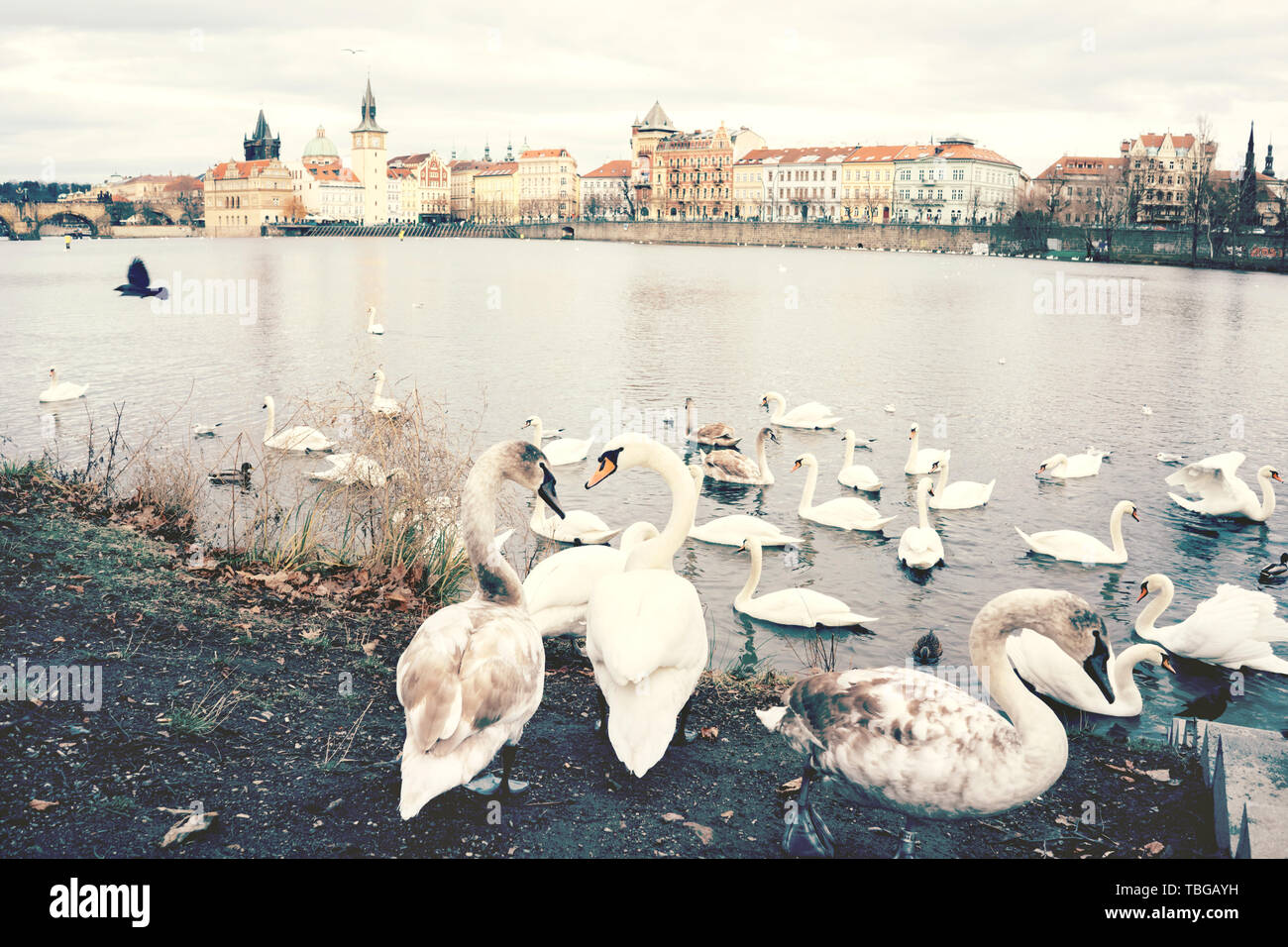 Un gregge di cigni sulle rive del fiume Moldava a Praga. Foto Stock