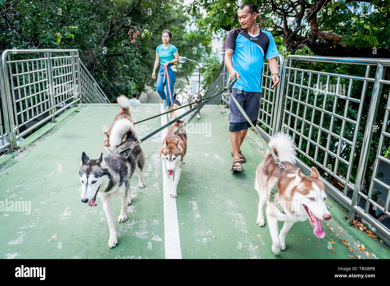 Un dog walker prende la sua bella cani- Siberian Husky (credo che sia la razza ma può essere sbagliata) per una passeggiata attraverso le strade di Bangkok Th Foto Stock