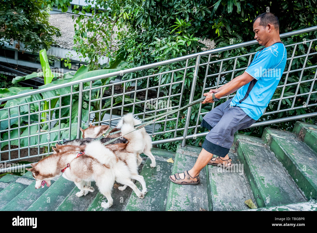 Un dog walker prende la sua bella cani- Siberian Husky (credo che sia la razza ma può essere sbagliata) per una passeggiata attraverso le strade di Bangkok Th Foto Stock