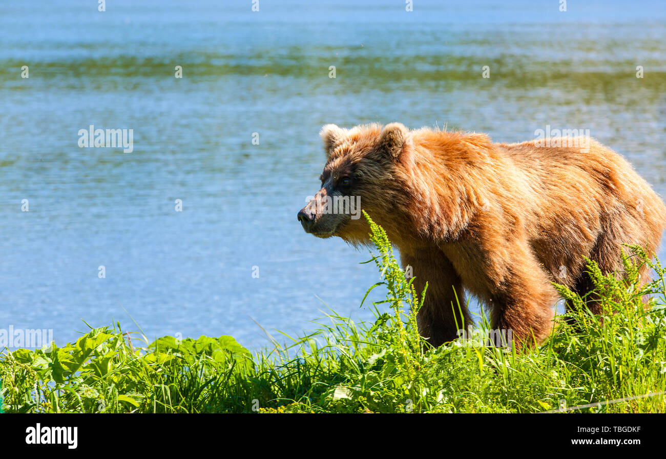 Bruno orso Kamchatka sulla riva del lago Curili Foto Stock