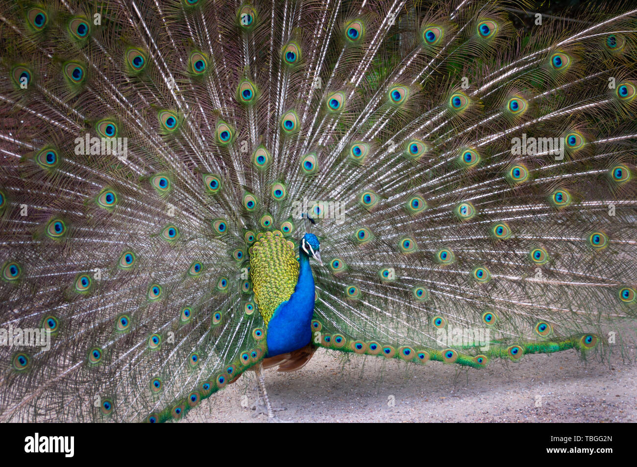 Peacock con piume estesa in un parco naturale Foto Stock