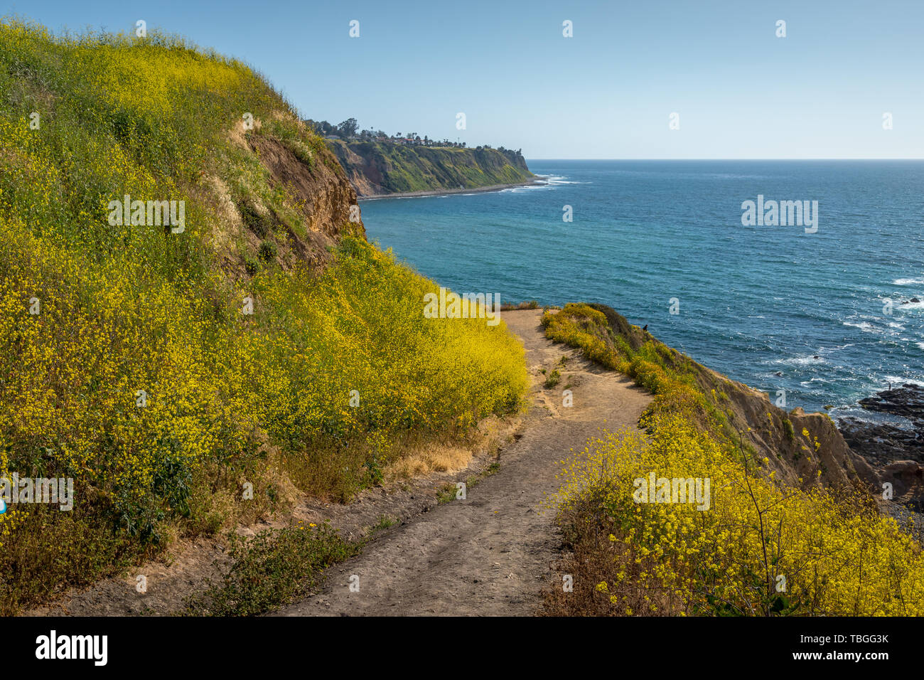 Impressionante alte scogliere di Bluff Cove coperti con coloratissime piante e vegetazione in primavera in una giornata di sole, Palos Verdes Estates, California Foto Stock