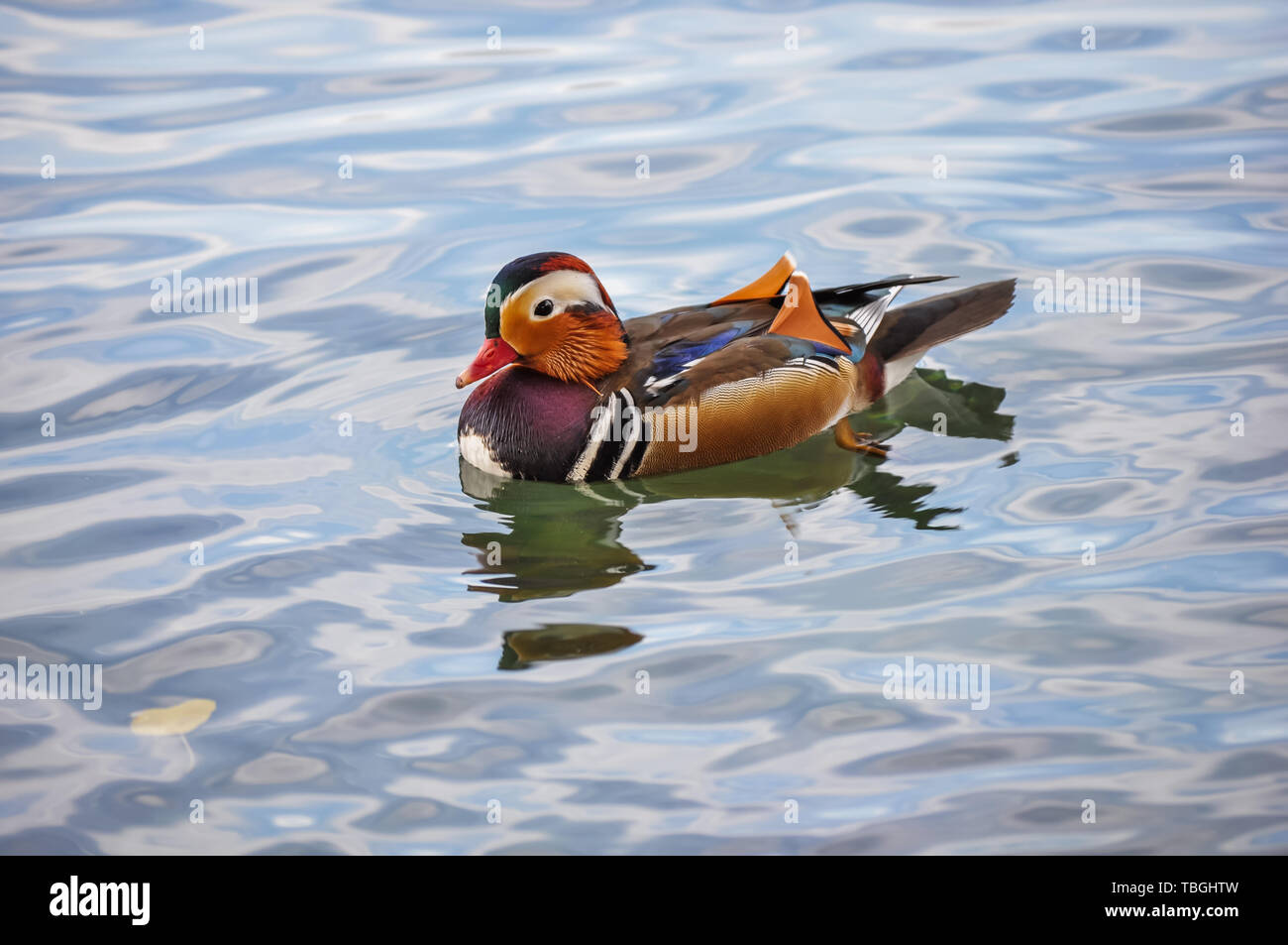 Close-up di anatre di mandarino in riva al lago Foto Stock
