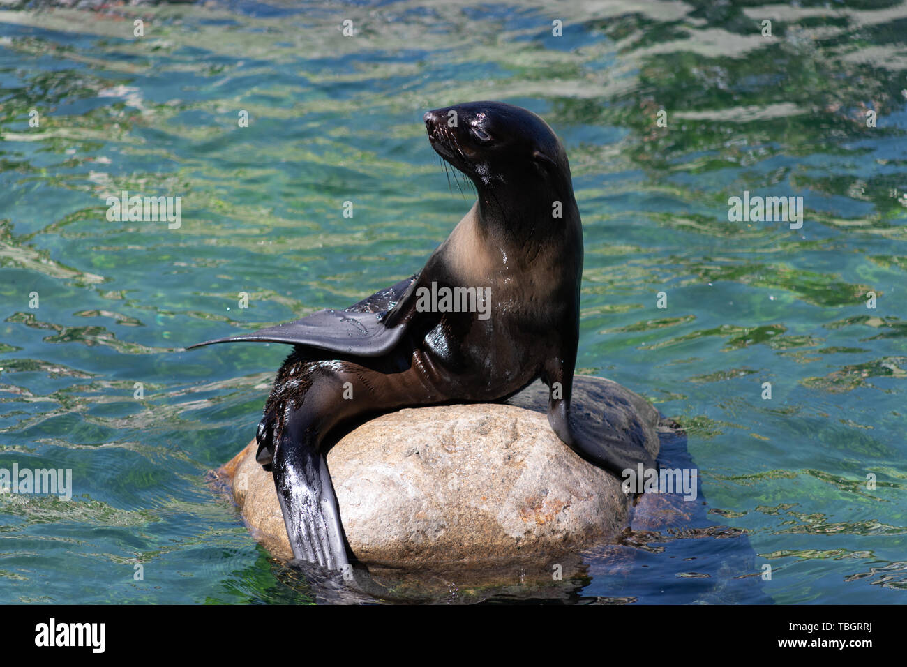 Navy Seal con lucido nero pelle crogiolarsi al sole su una pietra Foto Stock