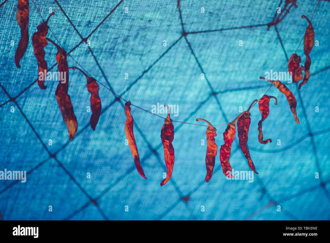 Piccante di peperoncino rosso appeso a una fune con sfondo blu Foto Stock