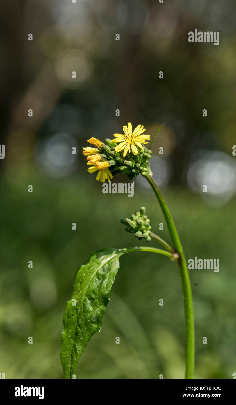 Piccoli fiori gialli. Foto Stock