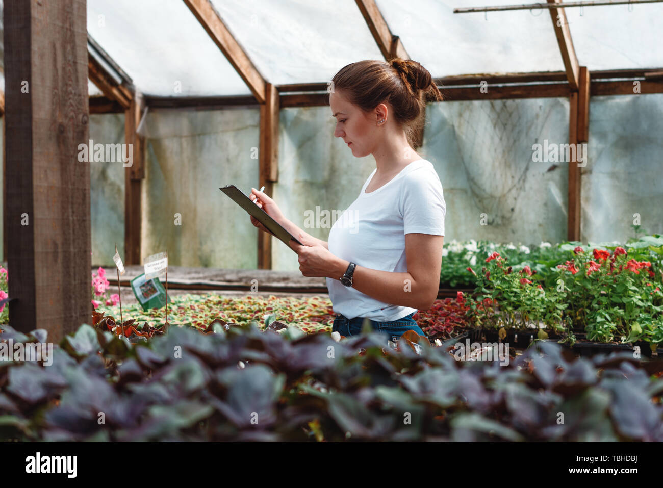 Fiorista femmina di lavorare all'interno della serra. Professional donna giardinaggio in serra Foto Stock