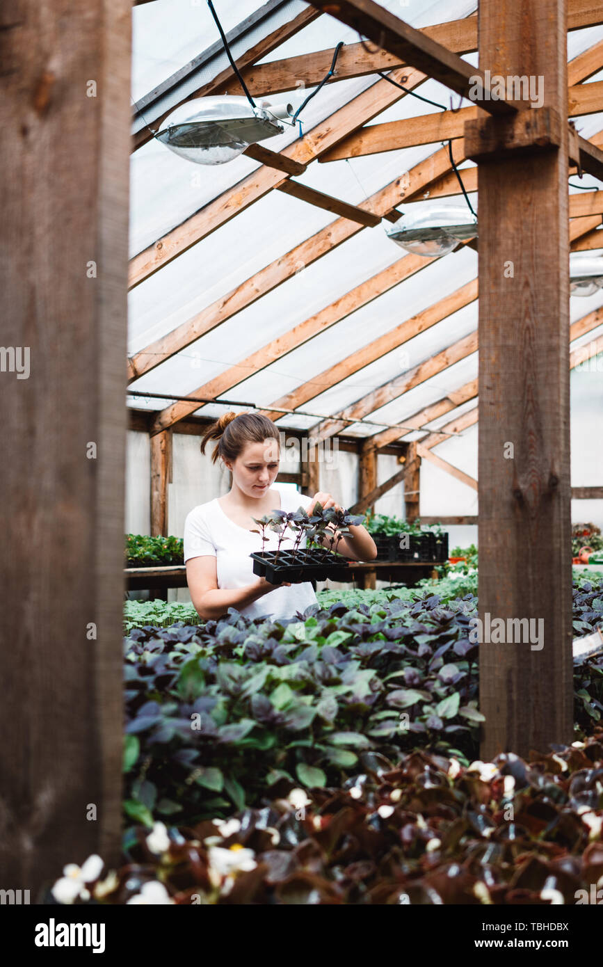 Fiorista femmina di lavorare all'interno della serra. Professional donna giardinaggio in serra Foto Stock