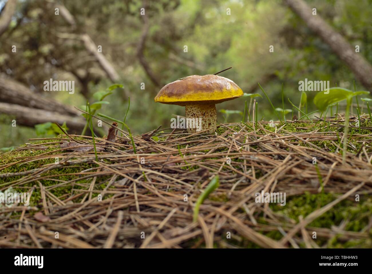 Suillus collinitus pine bolete fungo Foto Stock