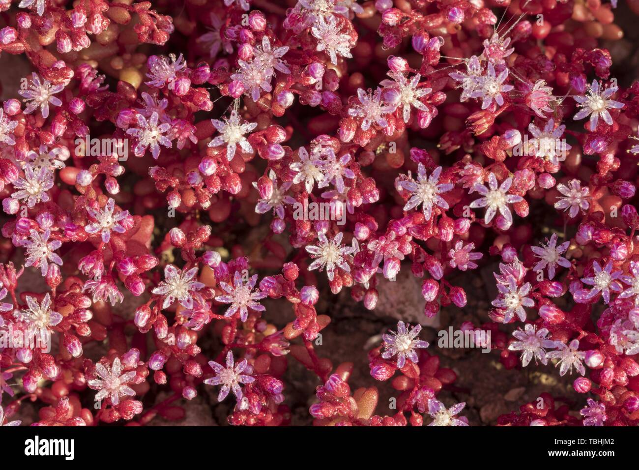 Blu o Azure Stonecrop Sedum caeruleum Foto Stock