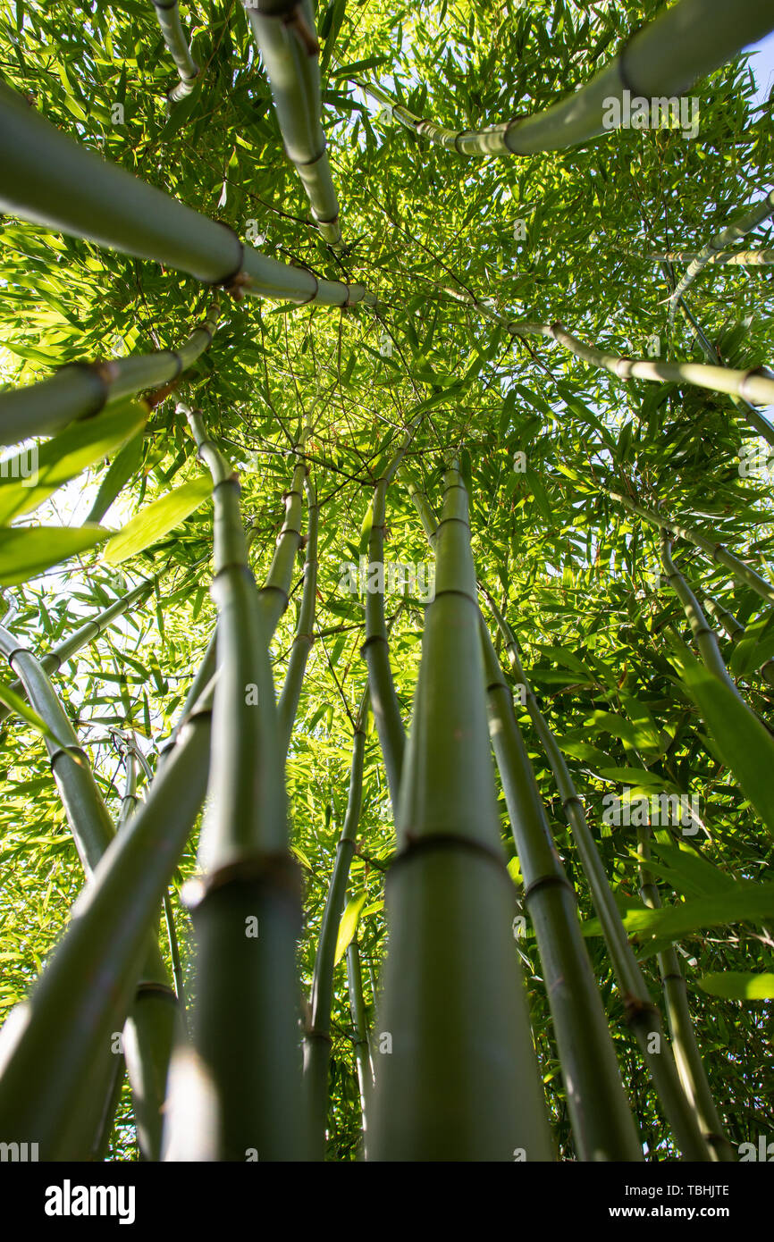 Guardando attraverso la foresta di bamboo e alto di foglie di bambù che tipicamente dovrebbe essere visto in Cina e Asia Foto Stock
