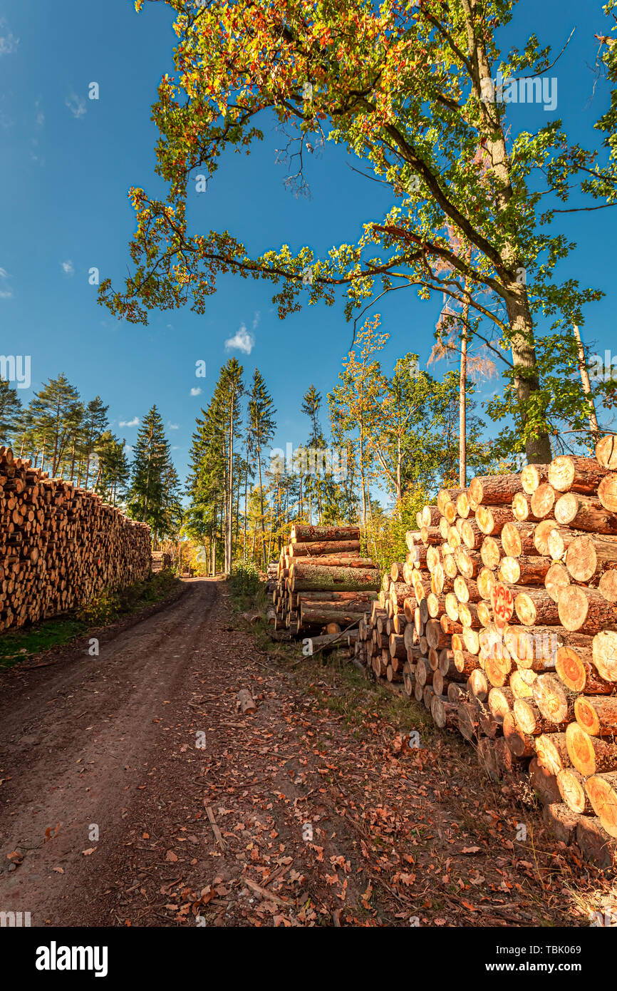 Grande quantità di abbattimento di alberi dopo la tempesta, Polonia Foto Stock