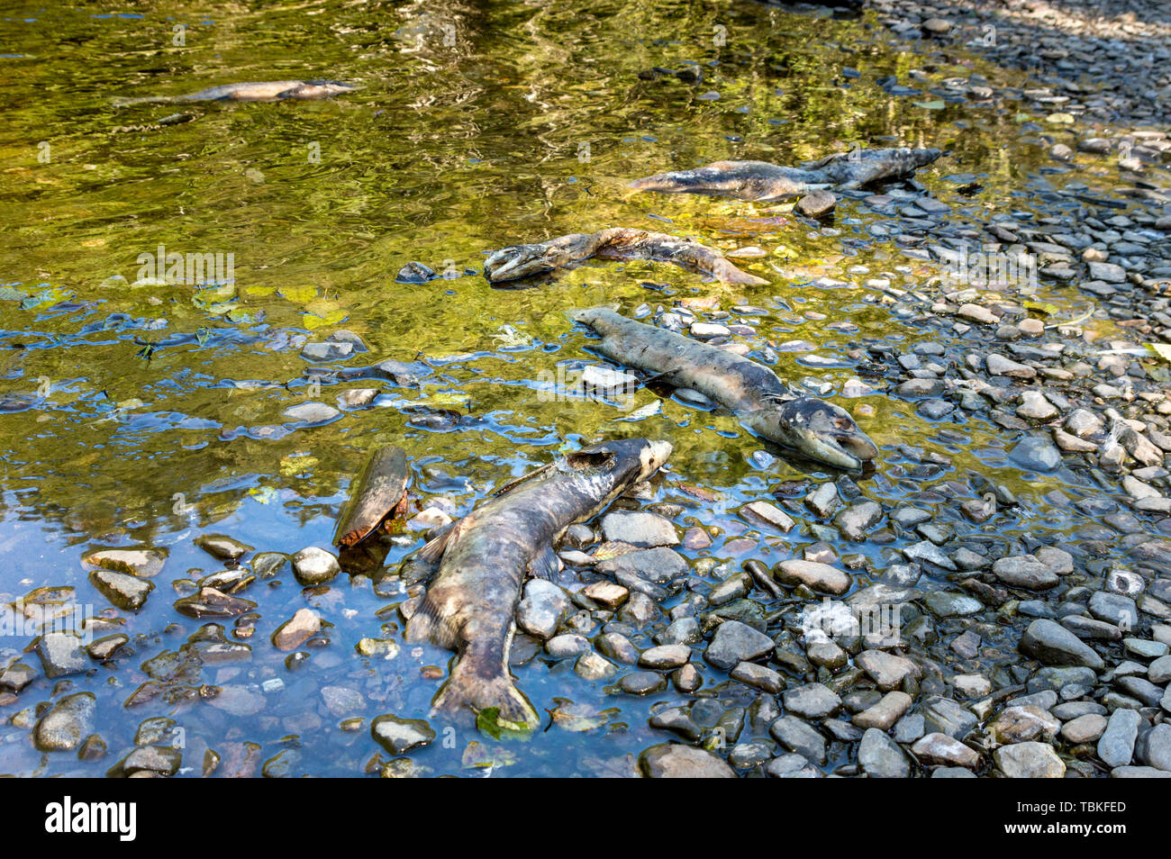 Morto il Salmone Chinook in Ketchikan Creek, Alaska. Tornando il salmone sono stati costretti a deporre le uova più a valle rispetto al solito a causa del basso livello dell'acqua. Foto Stock
