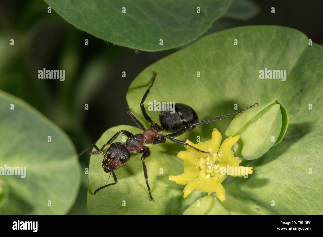 Red Wood Ant (formica rufa) sul fiore di legno (Euforbia Euphorbia amygdaloides), Baden-Württemberg, Germania Foto Stock