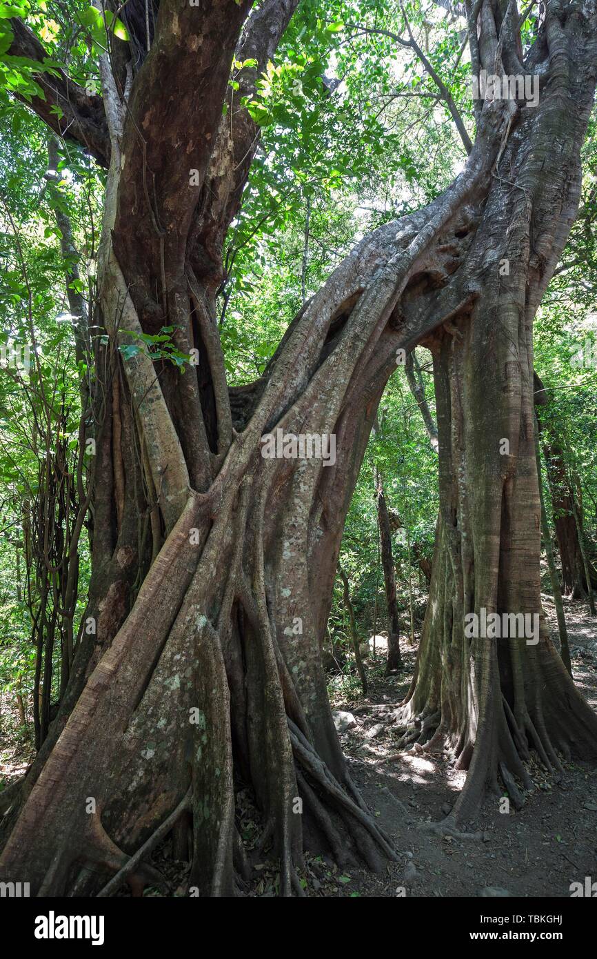Brettwurzeln der Florida Strangler Fig (Ficus aurea), il Parco Nazionale di Rincon de la Vieja, Parque Nacional Rincon de la Vieja, provincia di Guanacaste Foto Stock