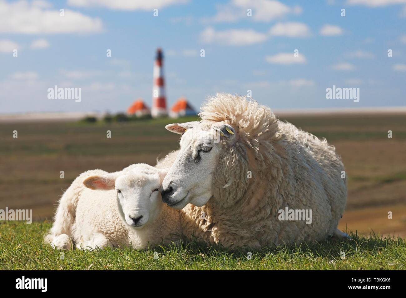 Gli animali domestici delle specie ovina (Ovis gmelini aries) con agnello giace sulla diga nella parte anteriore del faro Westerheversand, Mare del Nord dike, Westerhever, penisola di Eiderstedt Foto Stock